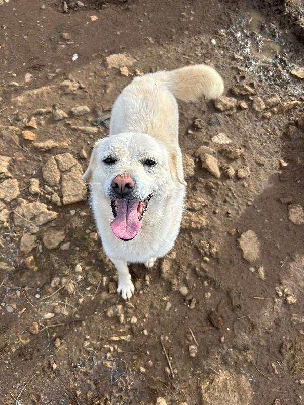 LEO 💤 DAL DIVANO AL BOX 💔 Foto 6